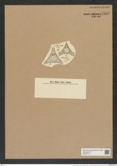Trinacria pileolus (Ehr.) Grun. (de-Toni-Nr.: Genus 119, Species 3416) Zeichnungen Sammlung Grunow Nr. 6855 (NHMW-BOT-W0375713)